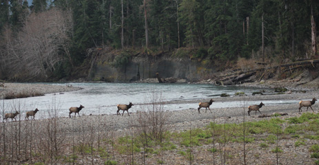 Silently Surpise Animals, Forks River Fishing, Washington