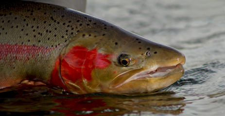Stalk Wild Fish, Forks River Fishing, Washington