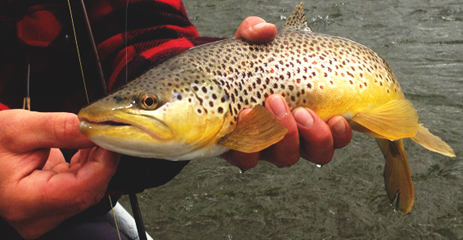 Catch summer brown trout and rainbows, Forks River Fishing, Washington